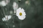 室内植物盆栽  园林盆栽