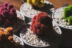 室内植物盆栽 园林盆栽 园艺