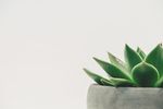 室内植物盆栽 园林盆栽 园艺