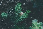 室内植物盆栽  园林盆栽