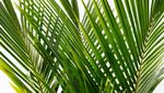 室内植物盆栽  园林盆栽