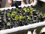 室内植物盆栽  园林盆栽