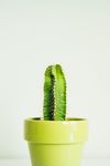 室内植物盆栽  园林盆栽