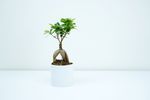 室内植物盆栽  园林盆栽