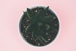 室内植物盆栽  园林盆栽