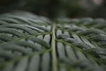 室内植物盆栽  园林盆栽
