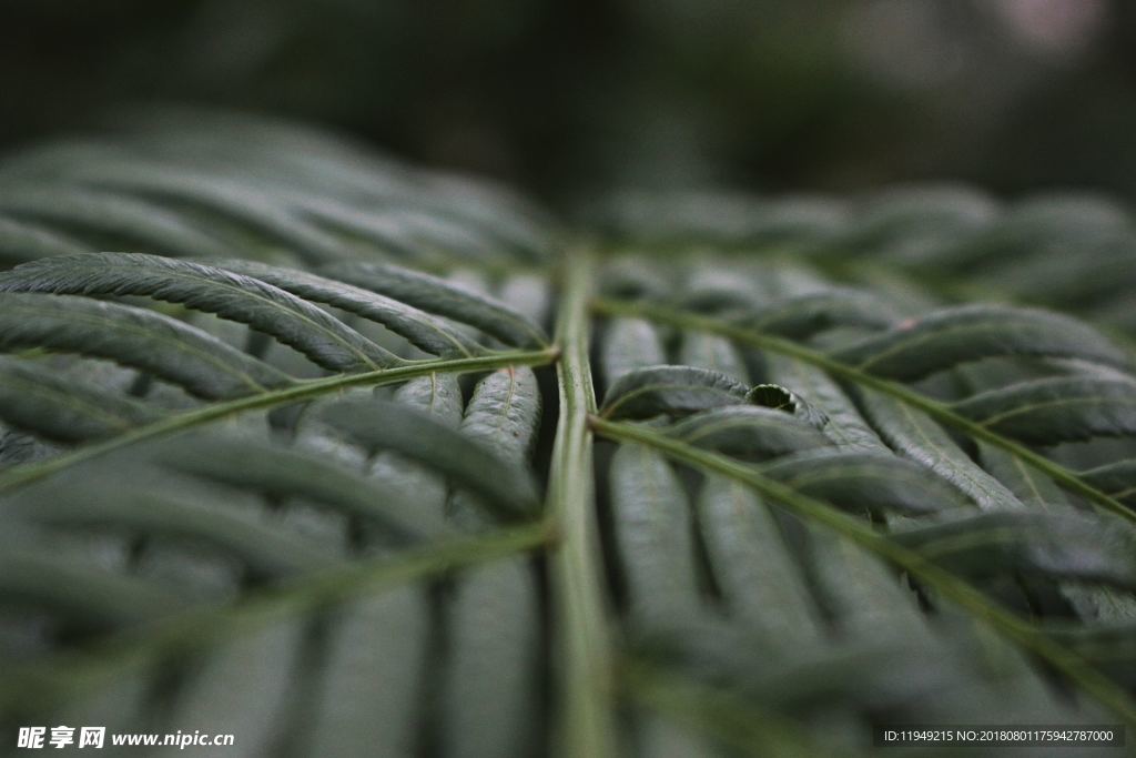 室内植物盆栽  园林盆栽