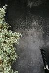 室内植物盆栽  园林盆栽