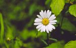 室内植物盆栽  园林盆栽