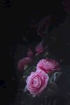 室内植物盆栽  园林盆栽