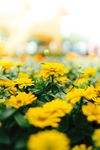 室内植物盆栽  园林盆栽