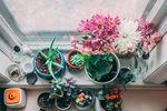 室内植物盆栽  园林盆栽