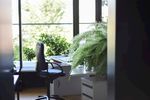 室内植物盆栽  园林盆栽