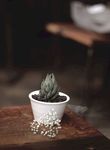 室内植物盆栽  园林盆栽