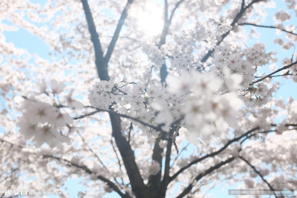 樱花