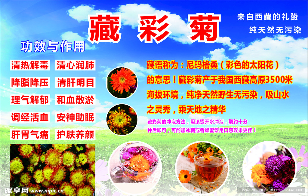 藏裁菊