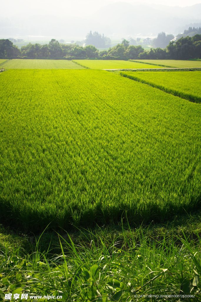 田地植物绿化农田水田