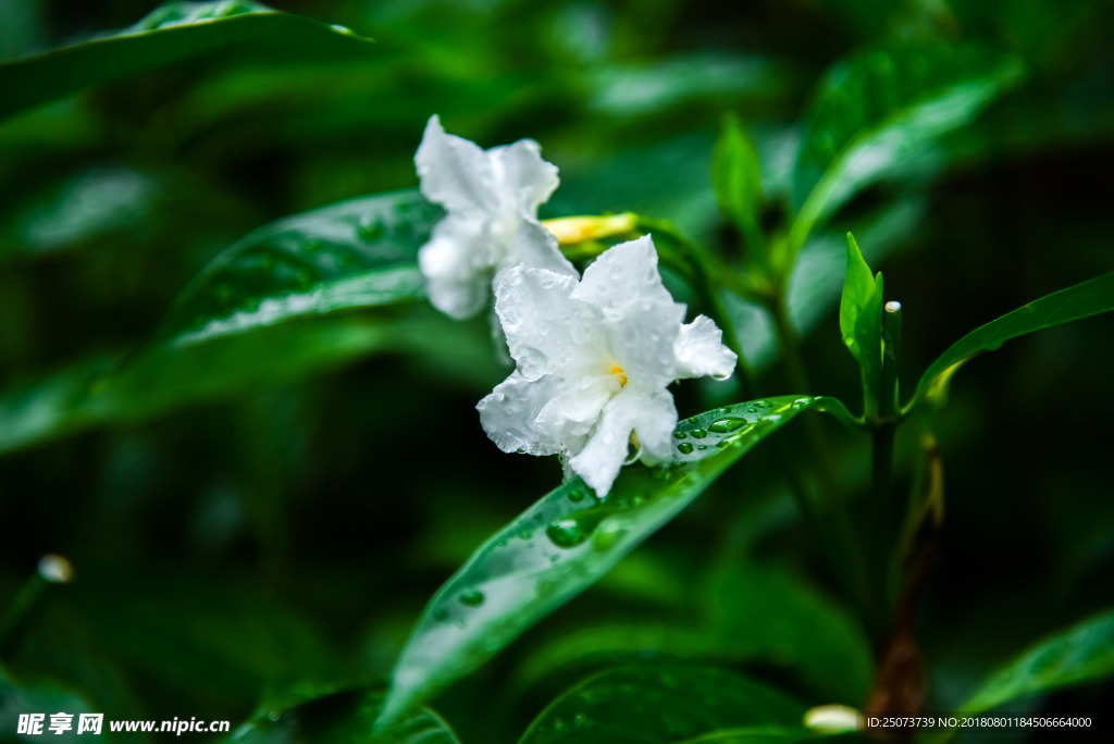花卉