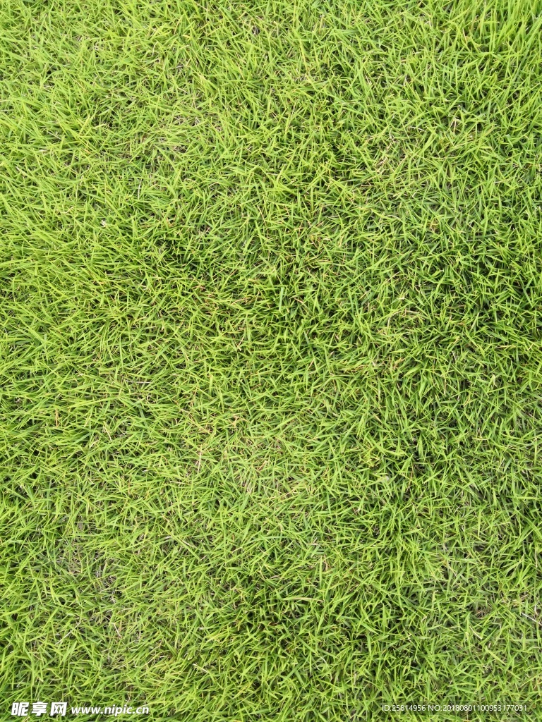 草地