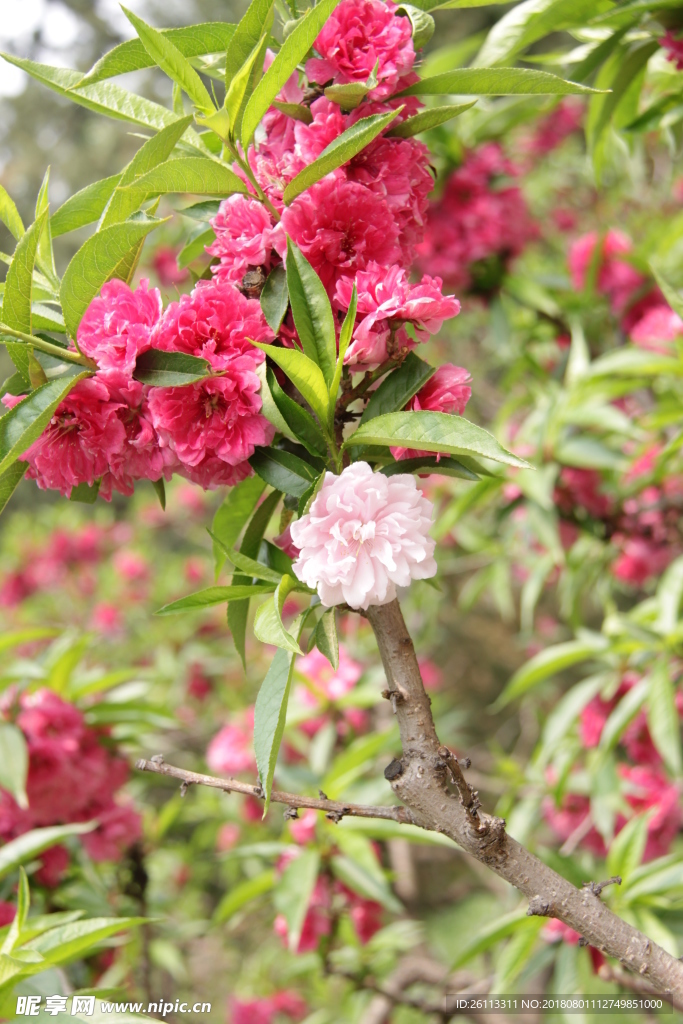 桃花