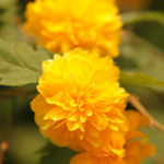 雏菊