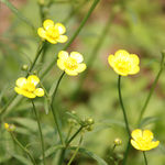 小野花
