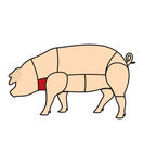 猪肉分解图