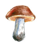 美食插画图片