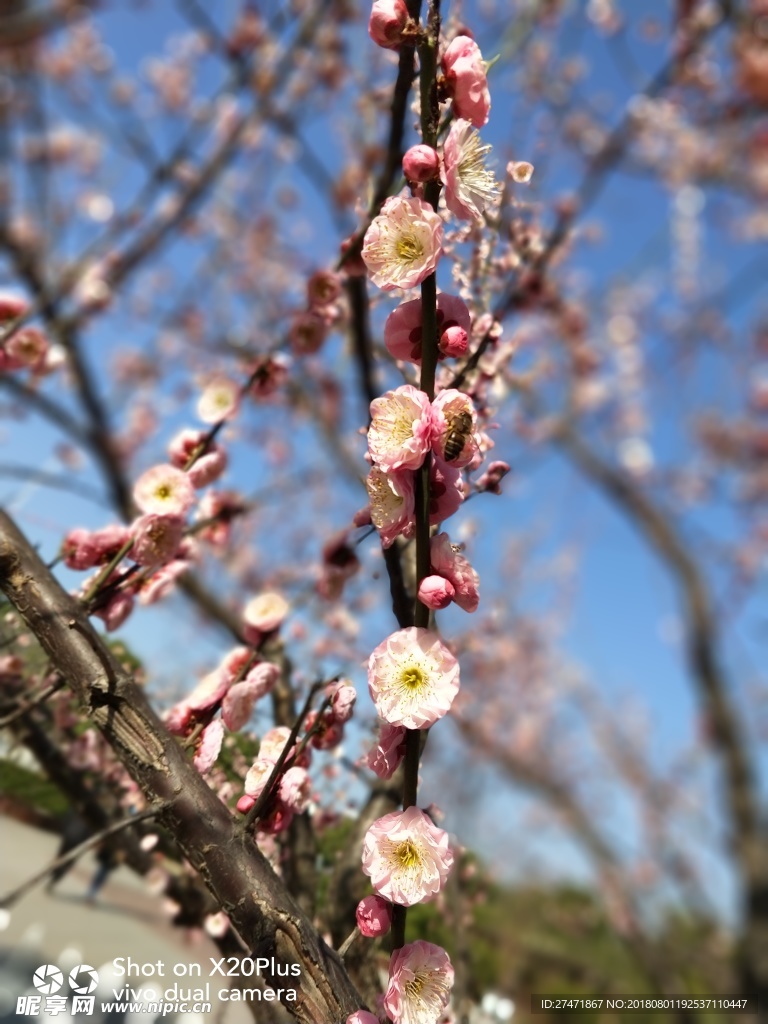 二月梅花