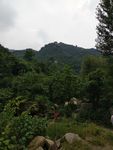 高山绿树