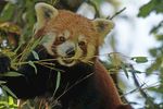 小熊猫