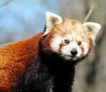 小熊猫