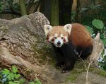 小熊猫