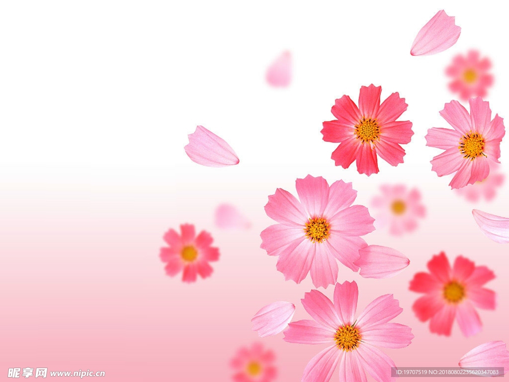 花朵素材