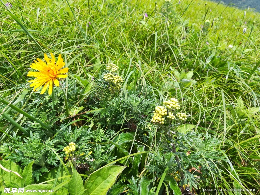 草地上的花朵