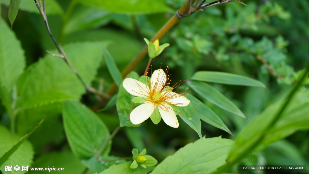 盛开的美丽花朵