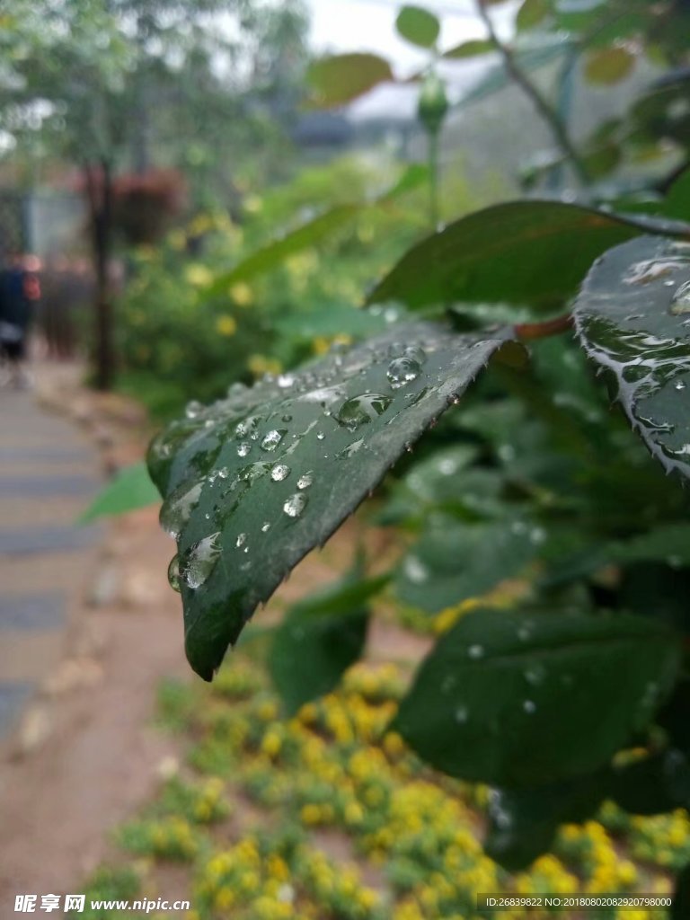 露珠