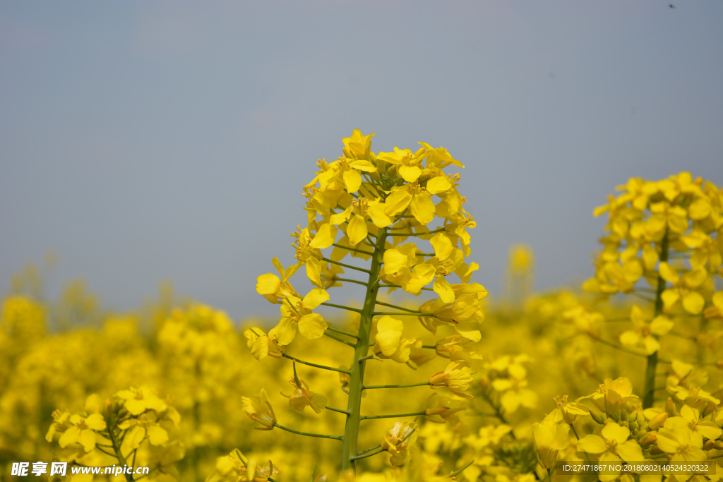 油菜花