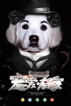 宠物海报