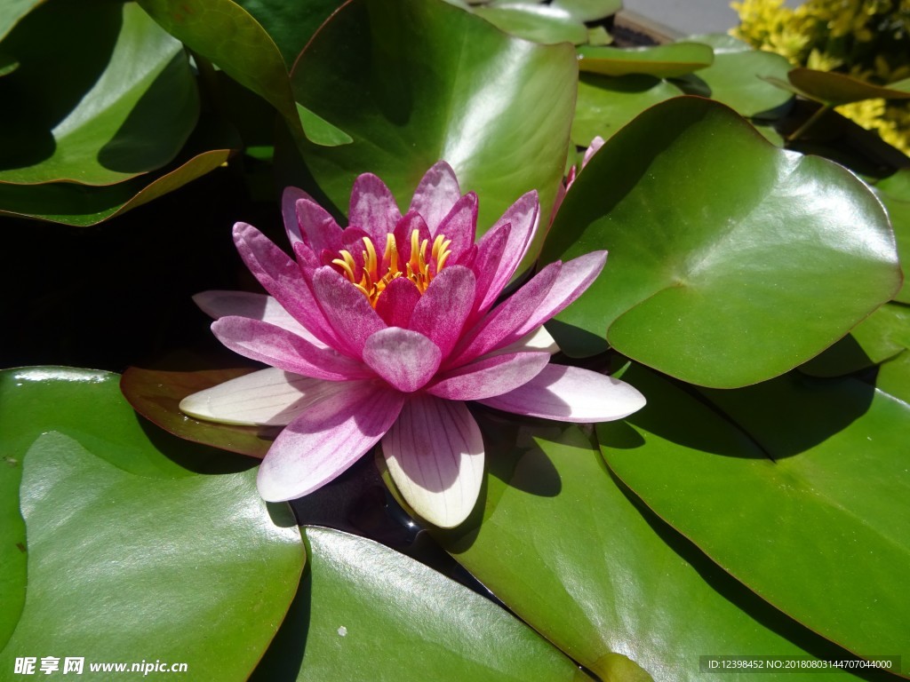 荷花