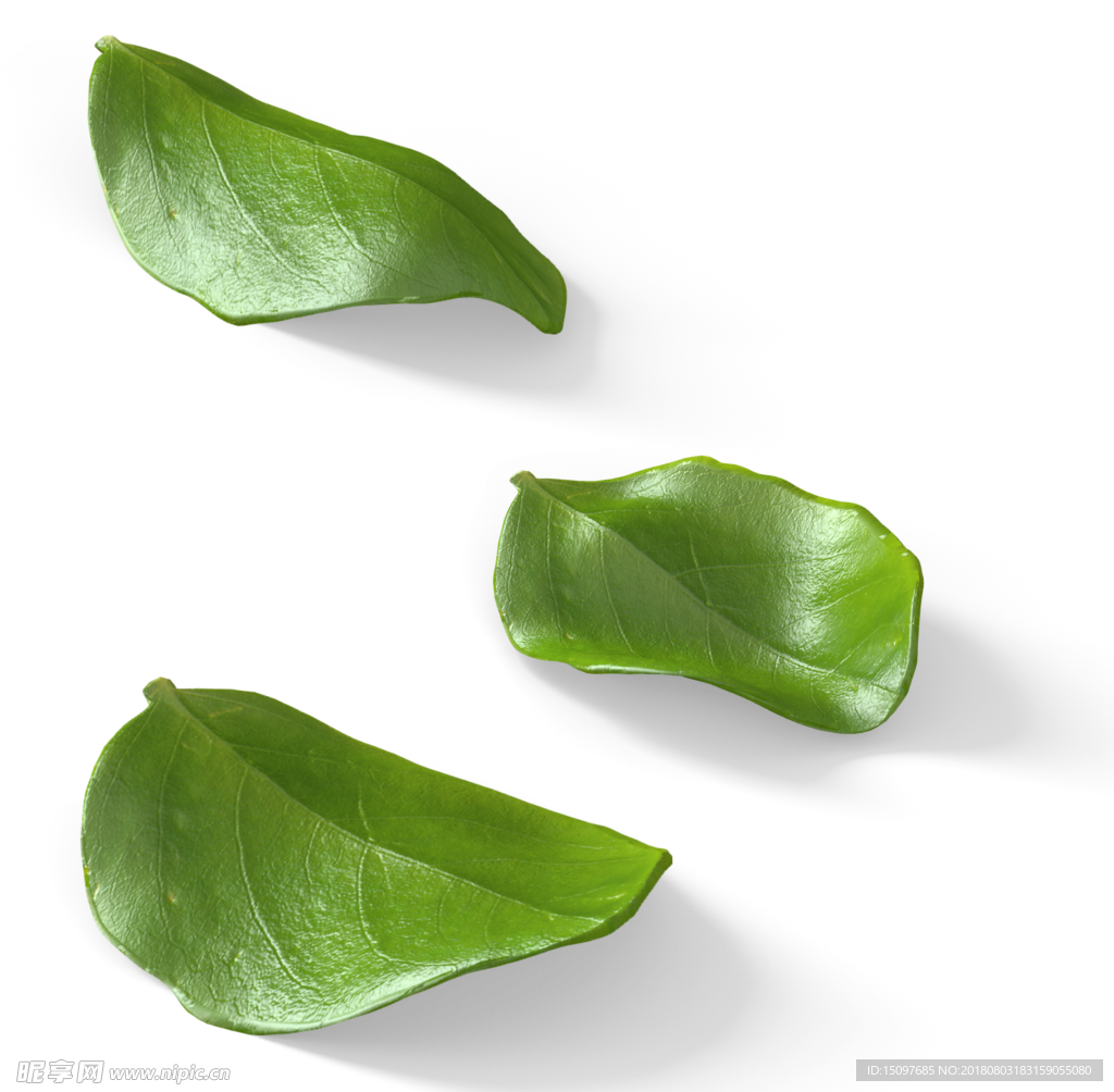 叶子素材