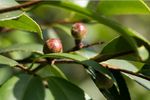 油茶果