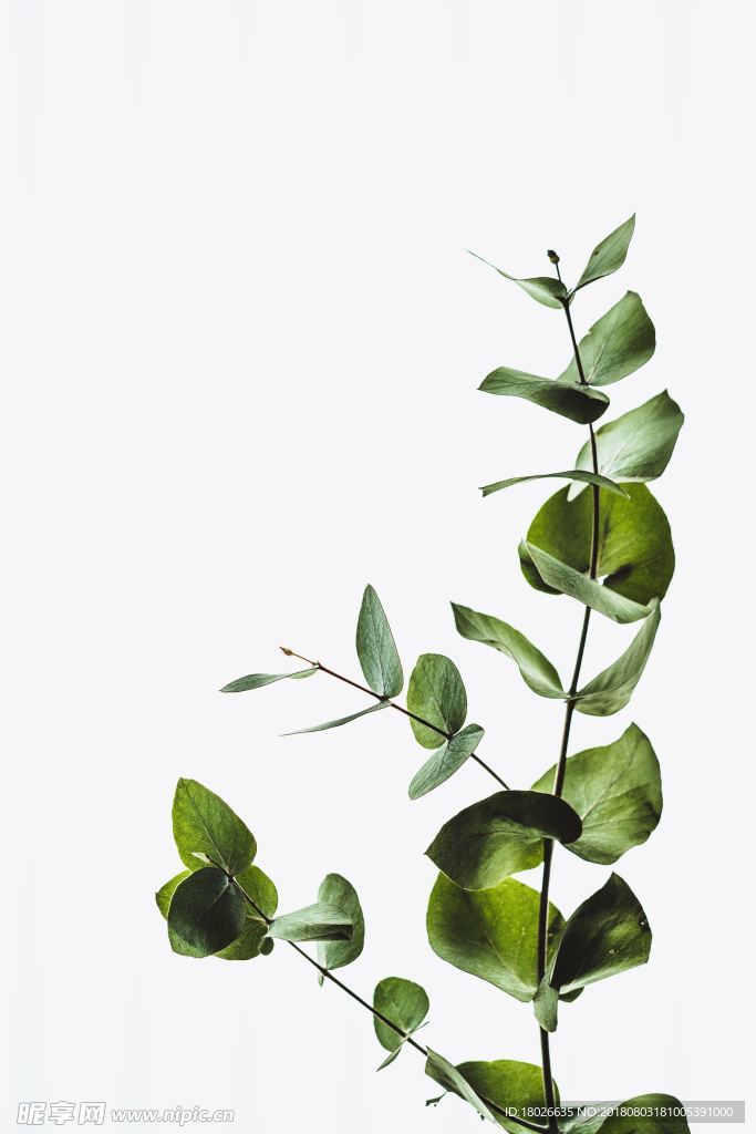 植物