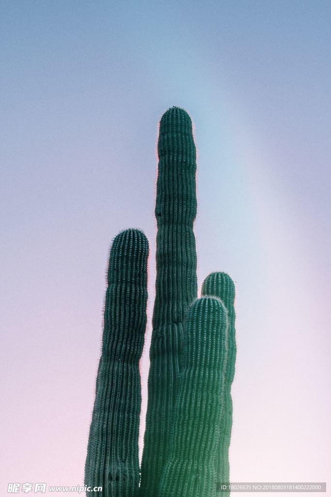 芦荟
