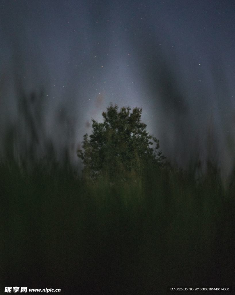 黑夜里的树