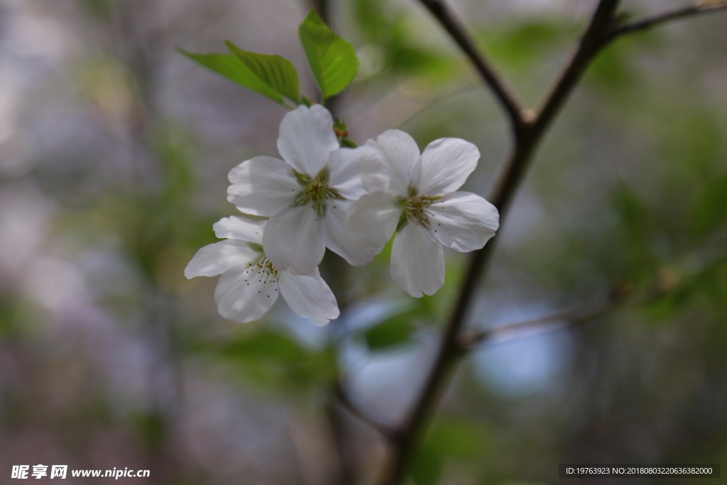 樱花