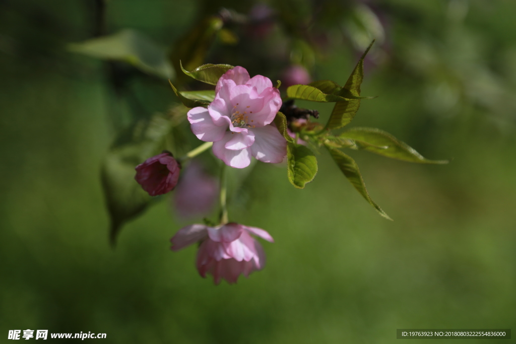 樱花