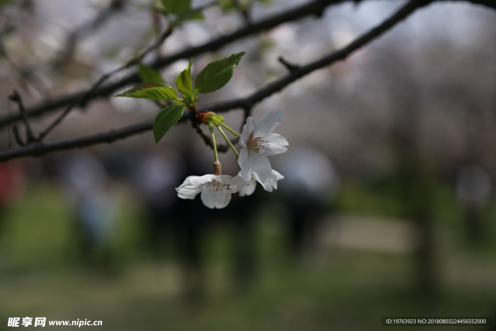 樱花