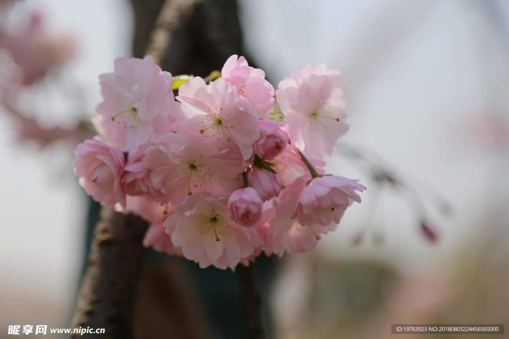 樱花