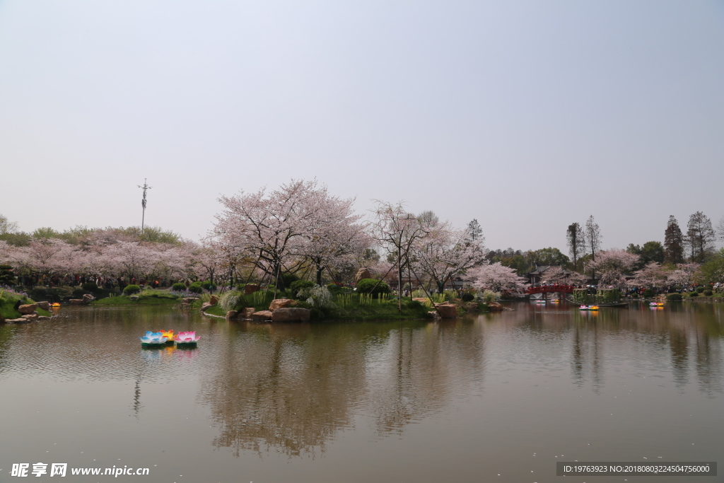 樱花